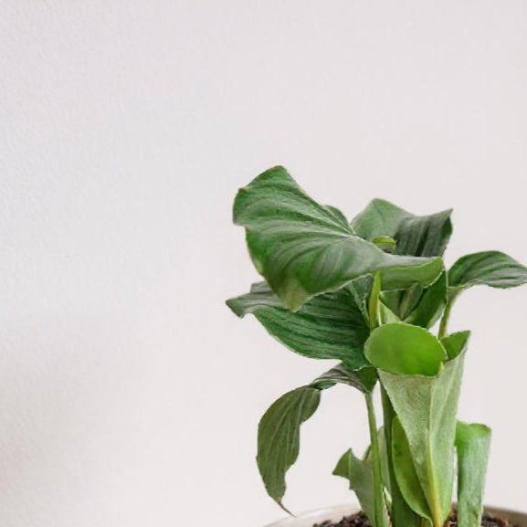 silver prayer plant Calathea Orbifolia Prayer Plant