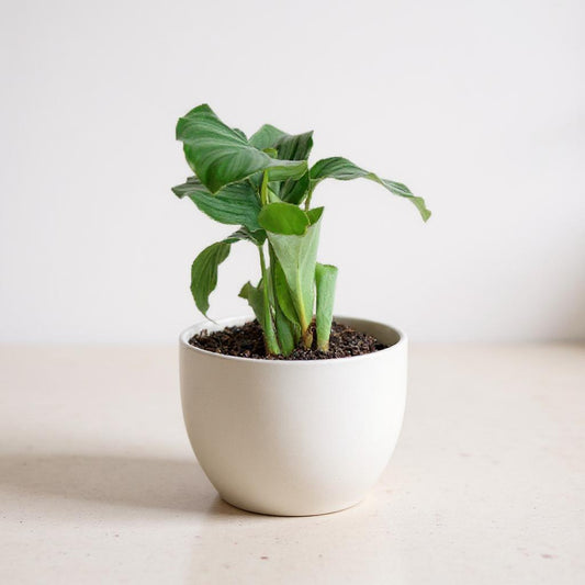 Calathea Orbifolia Prayer Plant - Pet Safe Non-Toxic Silver-Green Banded Large-Leaf Air Purifying Easy Care