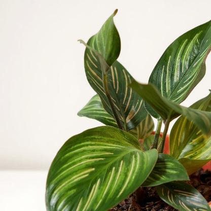 Calathea Ornata Beauty Star Prayer Plant - Pet Safe Non-Toxic Neon Striped Purple Air Purifying
