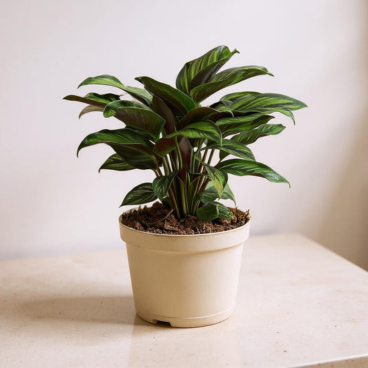 Calathea Ornata Beauty Star Prayer Plant - Pet Safe Non-Toxic Neon Striped Purple Air Purifying