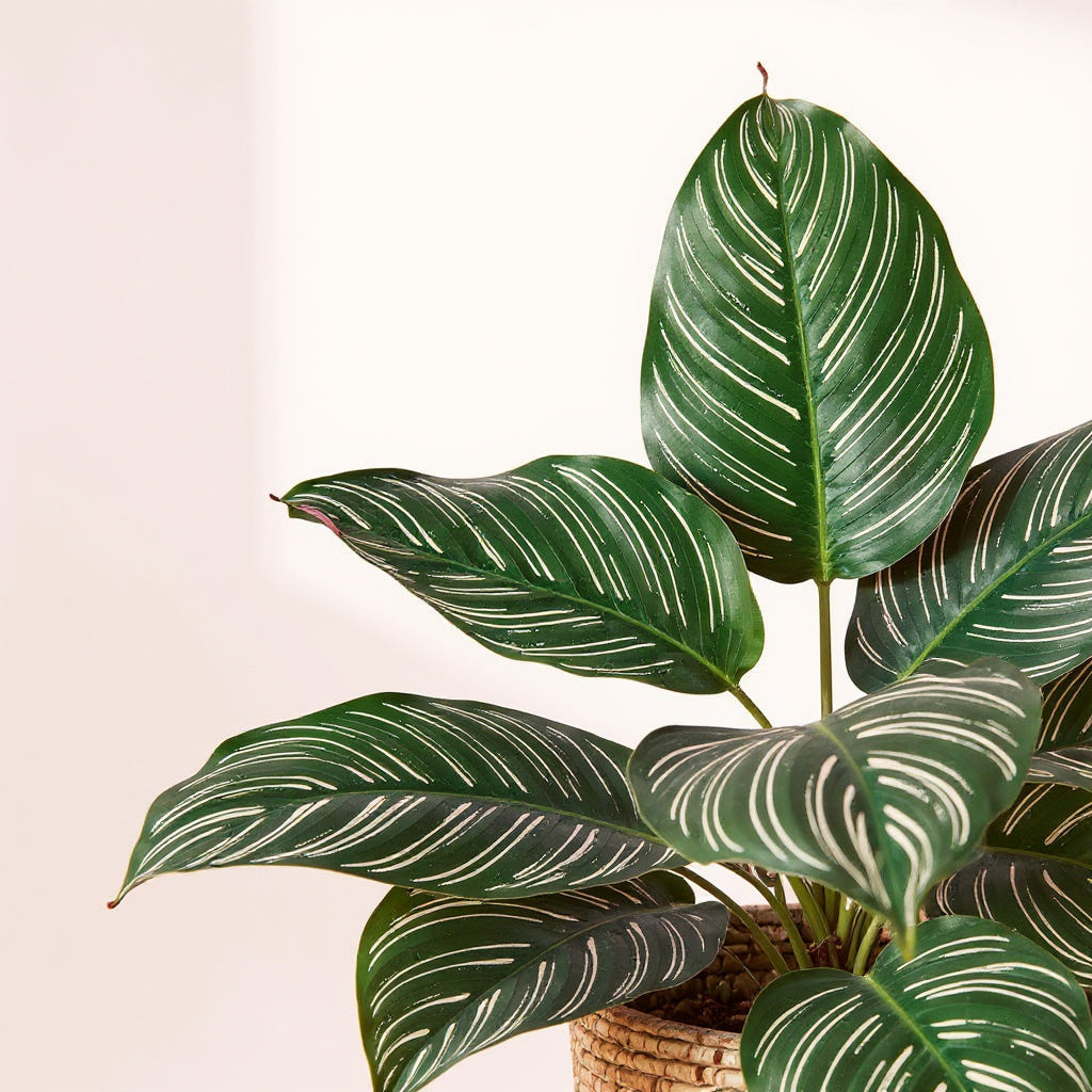 pink striped prayer plant Calathea Ornata | Pinstripe Prayer Plant