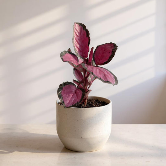 Calathea Purple Rose Prayer Plant - Pet Safe Non-Toxic Purple-Pink Air Purifying