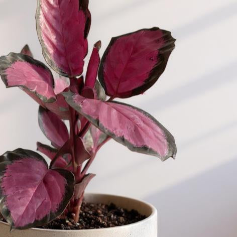 Calathea Purple Rose Prayer Plant - Pet Safe Non-Toxic Purple-Pink Air Purifying