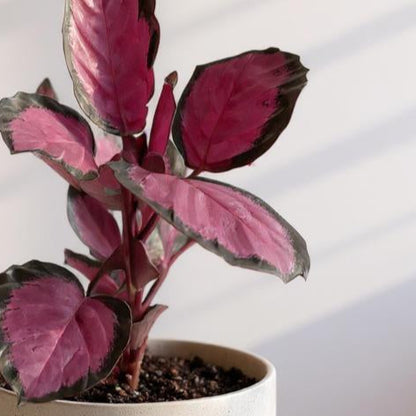 Calathea Purple Rose Prayer Plant - Pet Safe Non-Toxic Purple-Pink Air Purifying