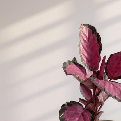 Calathea Purple Rose Prayer Plant - Pet Safe Non-Toxic Air Purifying Houseplant