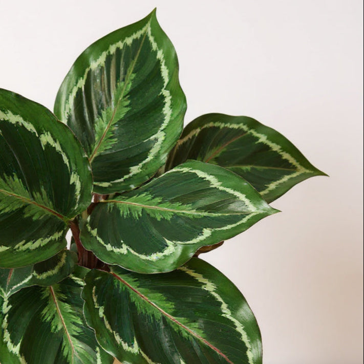 Calathea Roseopicta Medallion Prayer Plant - Pet Safe Non-Toxic Large Round Magenta Tropical