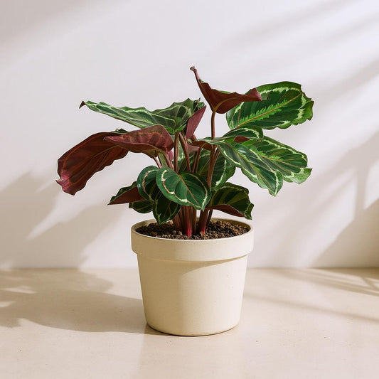 Calathea Roseopicta Medallion Prayer Plant - Pet Safe Non-Toxic Large Round Magenta Tropical
