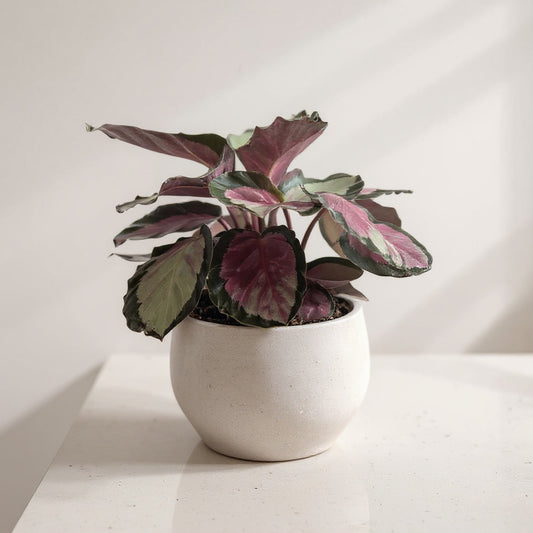 Calathea Roseopicta Silvia Prayer Plant - Pet Safe Silver-Green Pink Air Purifying