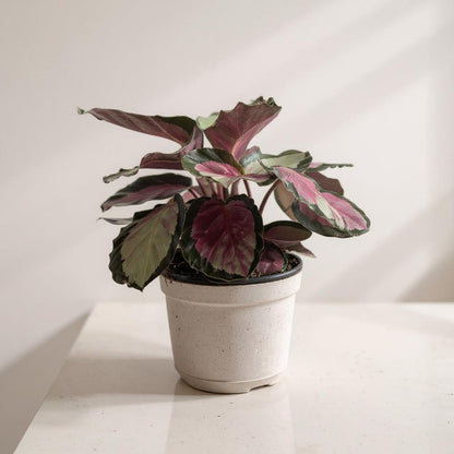 Calathea Roseopicta Silvia Prayer Plant - Pet Safe Silver-Green Pink Air Purifying