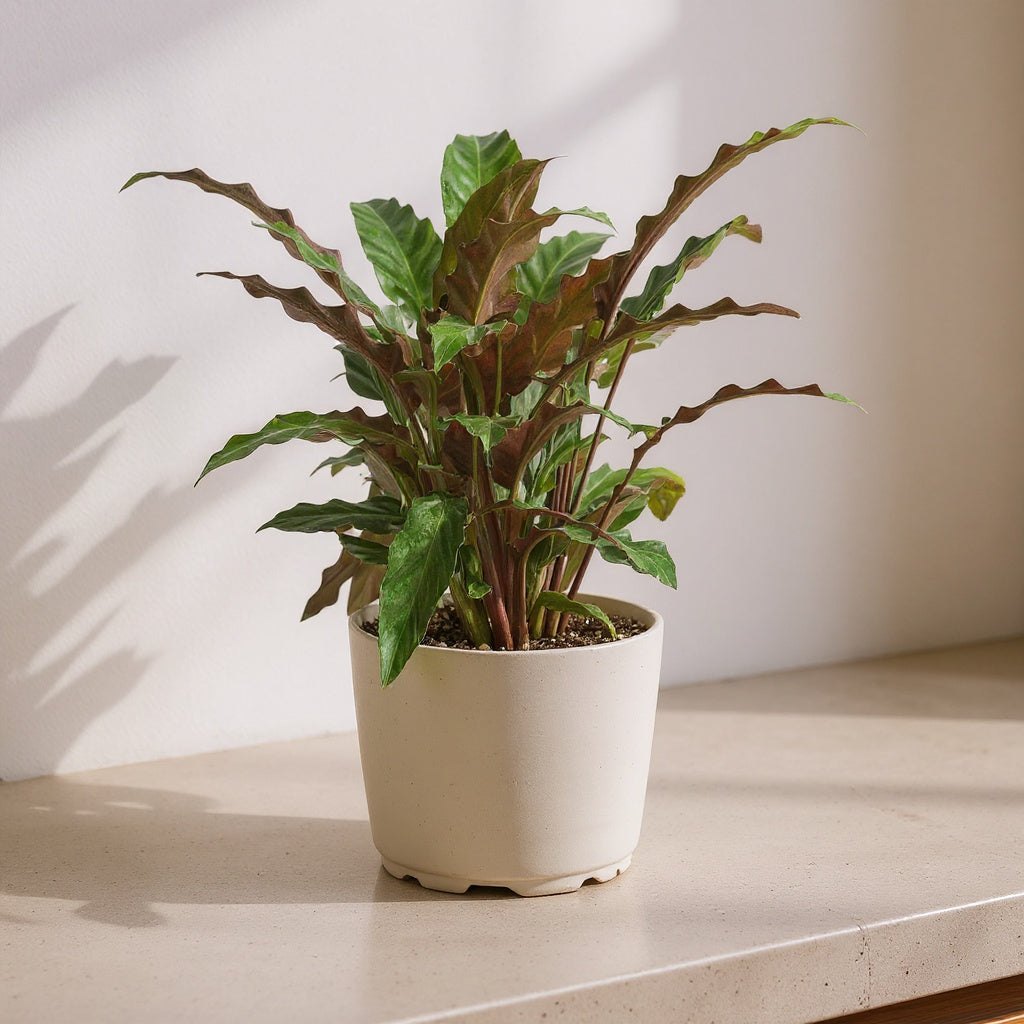 Calathea Rufibarba Furry Feather Velvet Calathea - Pet Safe Non-Toxic Houseplant