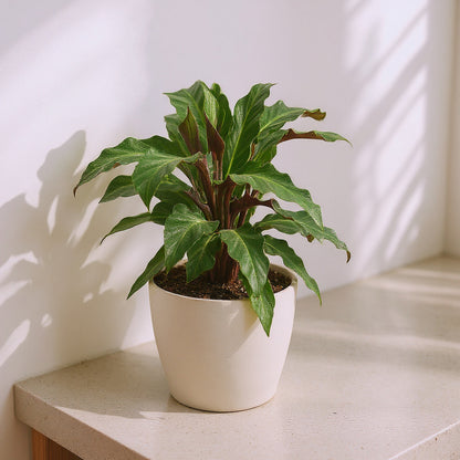 Calathea Rufibarba Furry Feather Velvet Calathea - Pet Safe Non-Toxic Houseplant