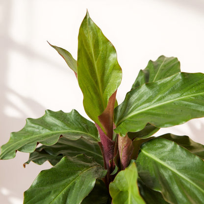 Calathea Rufibarba Furry Feather Velvet Calathea - Pet Safe Non-Toxic Houseplant