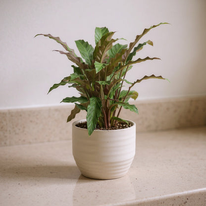 Calathea Rufibarba Furry Feather Velvet Calathea - Pet Safe Non-Toxic Houseplant