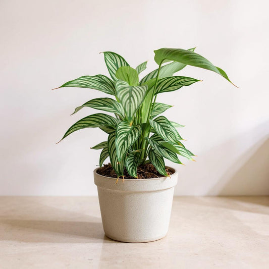 Calathea Vittata Prayer Plant - Pet Safe Non-Toxic White Striped Air Purifying