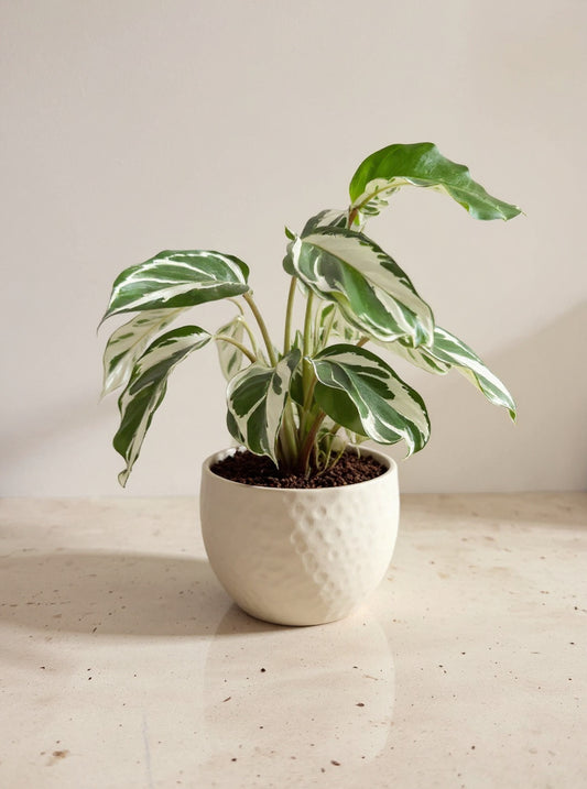 Calathea White Fusion Prayer Plant - Pet Safe Non-Toxic White Green Marbled Air Purifying