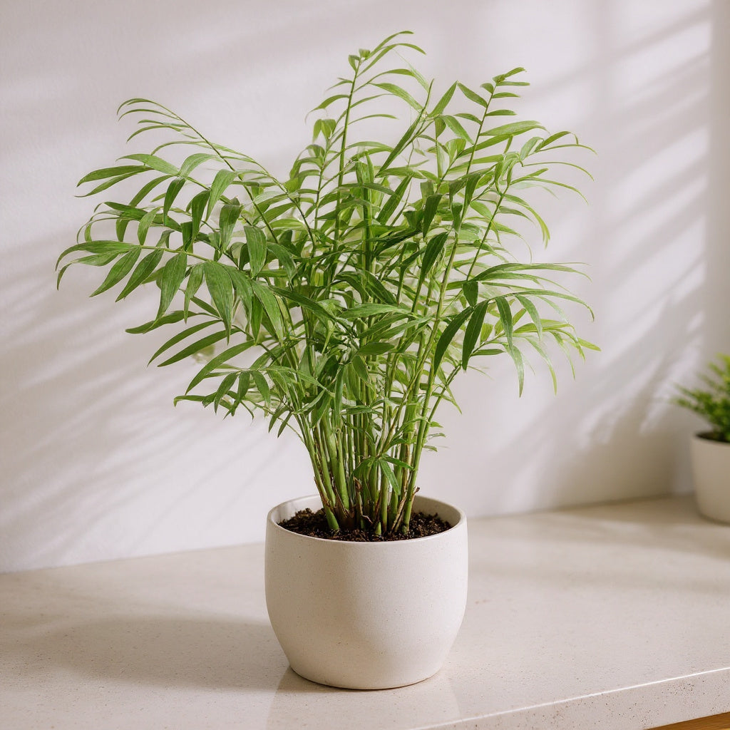 Chamaedorea Elegans Parlor Palm - Pet Safe Non-Toxic Houseplant