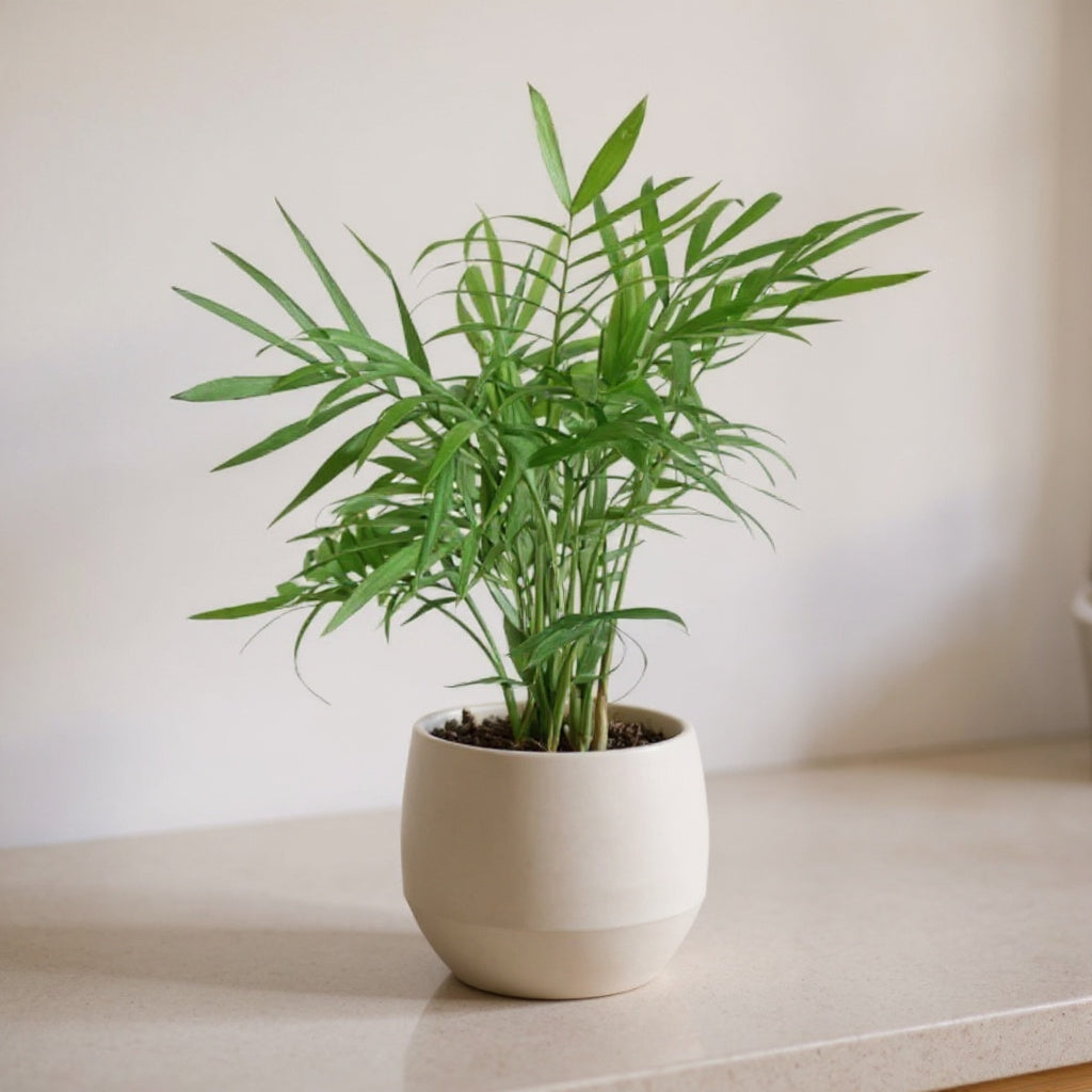 Chamaedorea Elegans Parlor Palm - Pet Safe Non-Toxic Houseplant