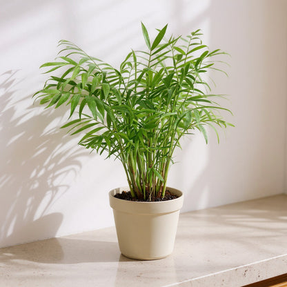 Chamaedorea Elegans Parlor Palm - Pet Safe Non-Toxic Houseplant
