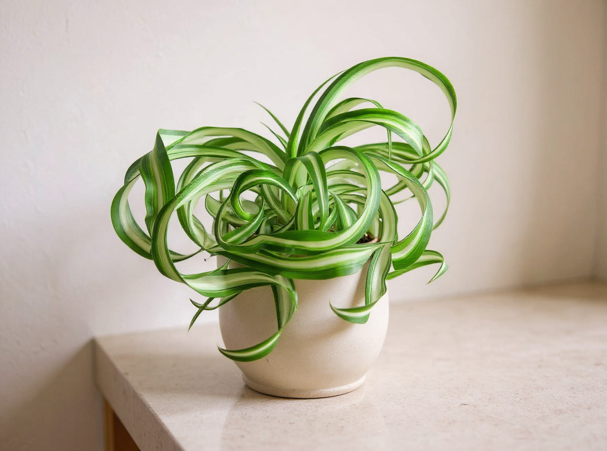 Chlorophytum Comosum Bonnie Curly Spider Plant - Thumbnail 2
