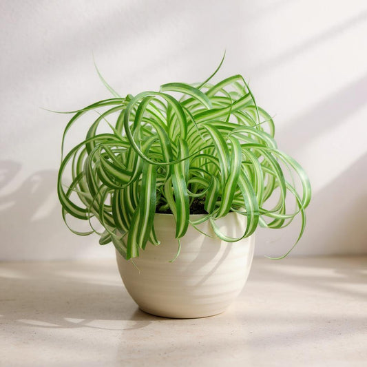 Chlorophytum Comosum Bonnie Curly Spider Plant - Pet Safe Non-Toxic Twisted Variegated Baby Plantlets Air Purifying