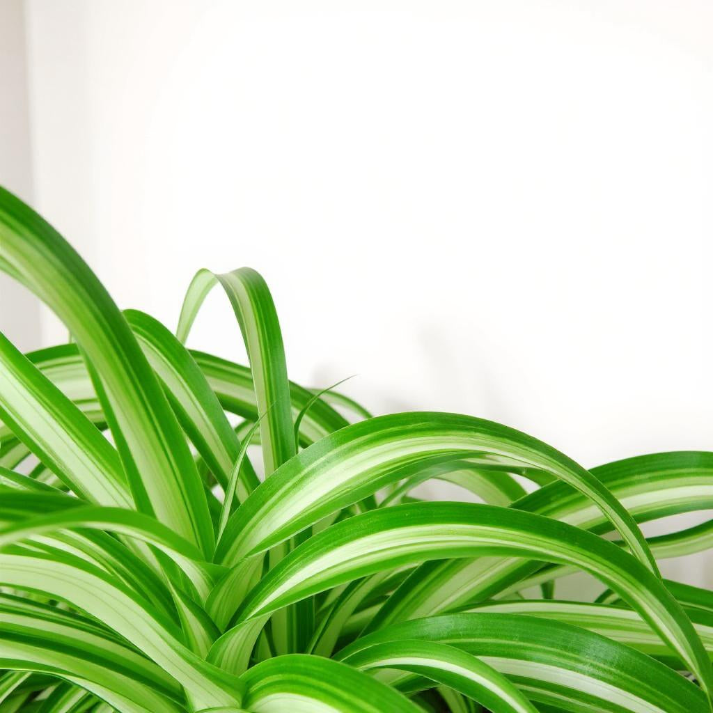 Chlorophytum Comosum Bonnie Curly Spider Plant - Pet Safe Non-Toxic Twisted Variegated Baby Plantlets Air Purifying
