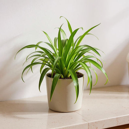 Chlorophytum Comosum Hawaiian Spider Plant - Pet Safe Non-Toxic Variegated Cascading Baby Plantlets Air Purifying