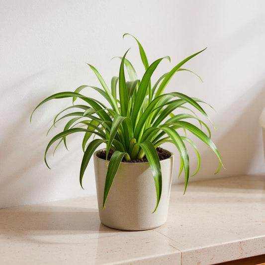 Chlorophytum Comosum Hawaiian Spider Plant - Pet Safe Non-Toxic Variegated Cascading Baby Plantlets Air Purifying