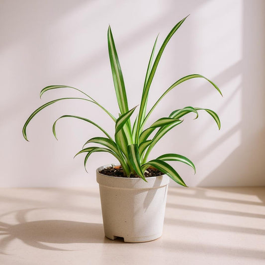 Chlorophytum Comosum Reverse Spider Plant - Pet Safe Non-Toxic White-Centered Cascading Rare Variegation Air Purifying