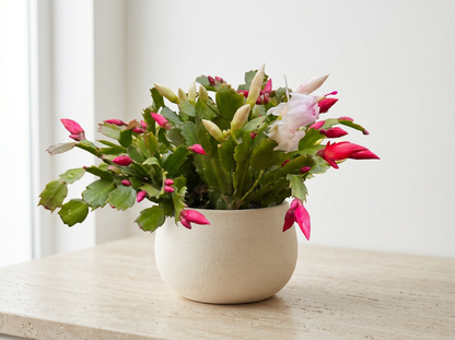 Christmas Cactus Schlumbergera Zygocactus - Pet Safe Non-Toxic Winter Blooming Houseplant