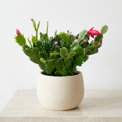 Christmas Cactus Schlumbergera Zygocactus - Pet Safe Non-Toxic Winter Blooming Houseplant