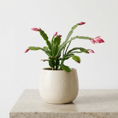 Christmas Cactus Schlumbergera Zygocactus - Pet Safe Non-Toxic Winter Blooming Houseplant