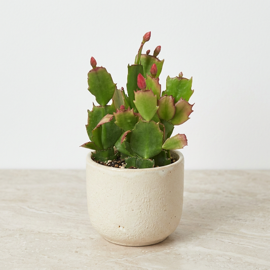 Christmas Cactus Schlumbergera Zygocactus - Pet Safe Non-Toxic Winter Blooming Houseplant