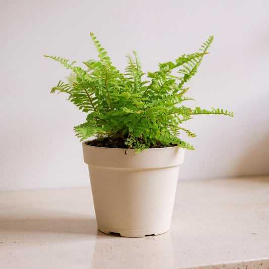 Nephrolepis Exaltata Smithii Cotton Candy Fern - Pet Safe Non-Toxic Fluffy Chartreuse Air Purifying