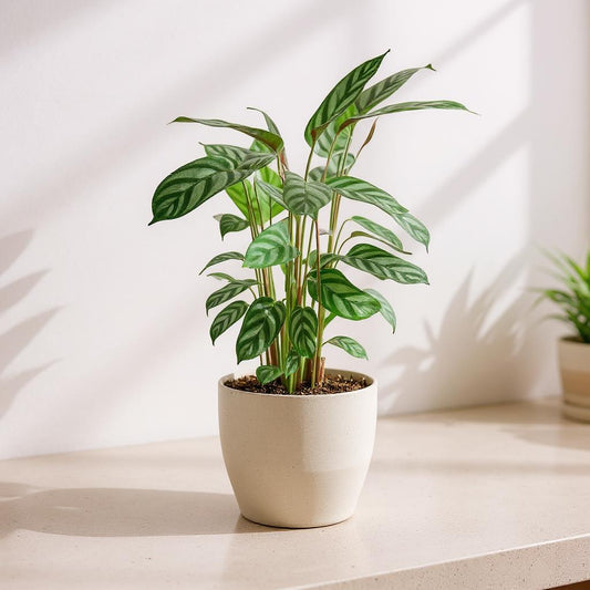 Ctenanthe Setosa Grey Star Prayer Plant - Pet Safe Non-Toxic Silvery Green Purple Fast Growing