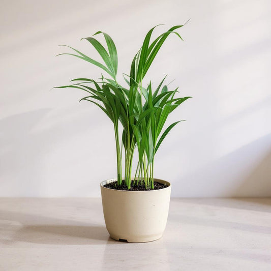 Dypsis Lutescens Areca Palm Plant - Pet Safe Non-Toxic Feathery Tropical Air-Purifying Statement Easy Care