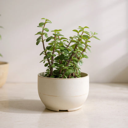 Elephant Bush Succulent Plant - Pet Safe Non-Toxic Houseplant