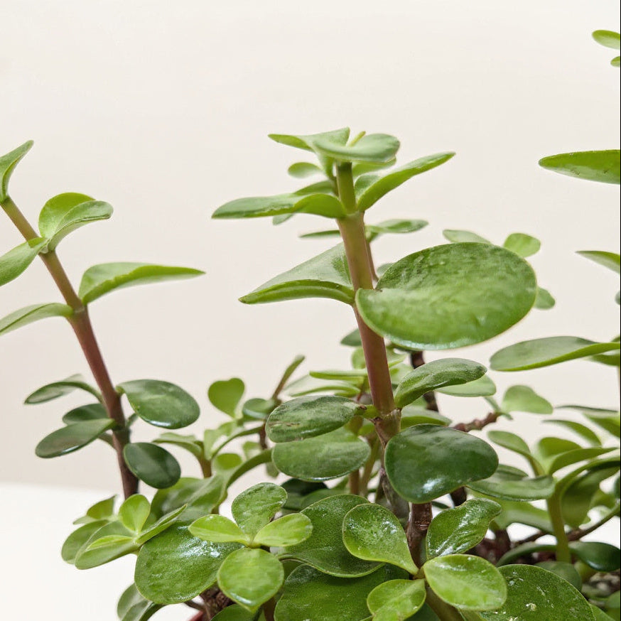 Elephant Bush Succulent Plant - Pet Safe Non-Toxic Houseplant