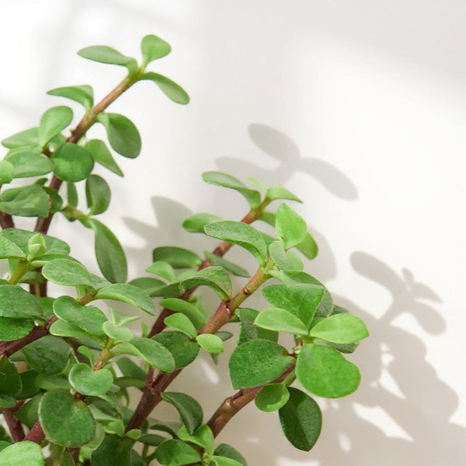 elephant bush and jade plant Succulent 'Elephant Bush' 4" Pot