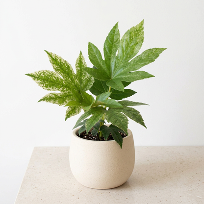 Fatsia Japonica Spider's Web - Pet Safe Non-Toxic Variegated Japanese Aralia