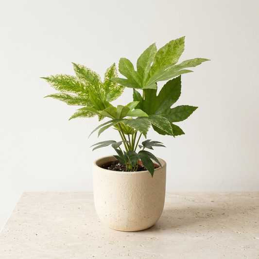 Fatsia Japonica Spider's Web - Pet Safe Non-Toxic Variegated Japanese Aralia