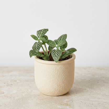 Fittonia White Nerve Plant - Pet Safe Non-Toxic White Veined Mosaic Houseplant