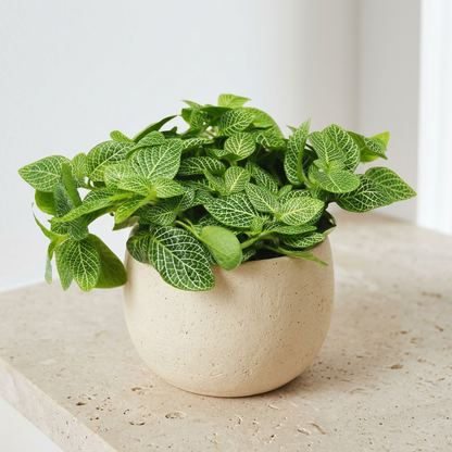 Fittonia White Nerve Plant - Pet Safe Non-Toxic White Veined Mosaic Houseplant