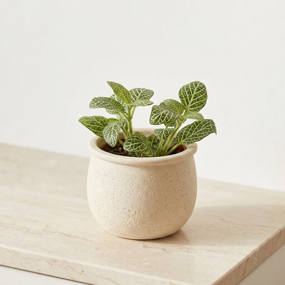 Fittonia White Nerve Plant - Pet Safe Non-Toxic White Veined Mosaic Houseplant