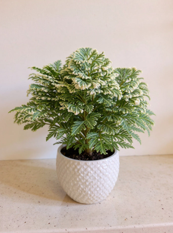 Frosty Fern
