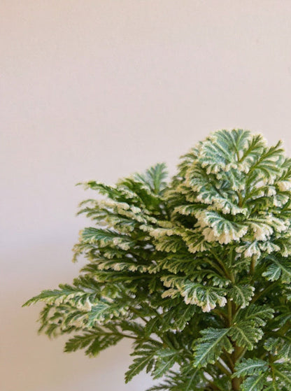 Frosty Fern Selaginella - Pet Safe Non-Toxic Air Purifying Humidity Loving