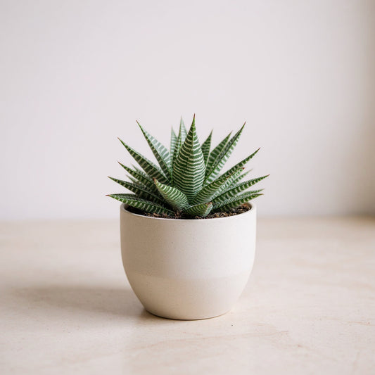 Haworthia Miami Zebra Plant - Pet Safe Non-Toxic Succulent Easy Care Indoor
