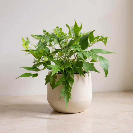 Holly Fern Cyrtomium - Pet Safe Non-Toxic Air Purifying Humidity Loving