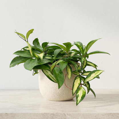 Hoya Carnosa Krimson Princess - Pet Safe Non-Toxic Variegated Wax Plant Trailing Vine