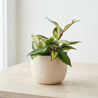 Hoya Carnosa Krimson Princess - Pet Safe Non-Toxic Variegated Wax Plant Trailing Vine