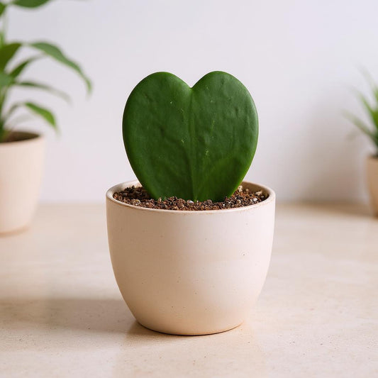 Hoya Kerrii Sweetheart Valentine Plant - Pet Safe Non-Toxic Heart-Shaped Houseplant